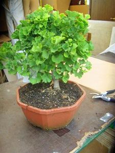 Ginkgo biloba 1 Stück Mariken Fächerblattbaum 25 cm Bonsai-Plastik-Schale Kugel-Ginkgo-