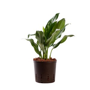Kolbenfäden günstig online kaufen Kaufland.de