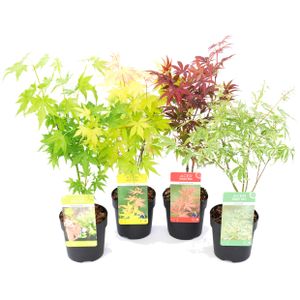 Plant in a Box - 4er Set Japanischer Ahorn - Topf 9cm - Höhe 25-40cm - Winterhart - Gartenpflanzen - Acer Atropurpureum, Going Green, Orange Dream & Butterfly