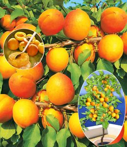 BALDUR-Garten Aprikosen 'Compacta Super Compact®', 1 Pflanze, Aprikosenbaum, Prunus armenica, winterhart, mehrjährig, reiche Ernte an essbaren Früchten, selbstfruchtend, Obst-Rarität