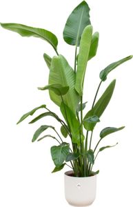 Trendyplants - Strelitzia Nicolai w tym elho Vibes Fold Round biały - 170 cm - Ø30cm