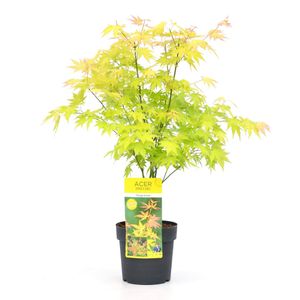 Acer palmatum 'Orange Dream' - Japanischer Ahorn - Topf 19cm - Höhe 60-70cm