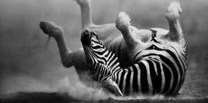 Magnettafel Pinnwand Bild XXL Panorama Zebra : schwarz weiß : 120 x 60 cm
