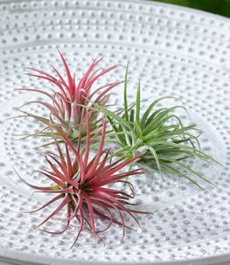 BALDUR-Garten Tillandsien Mix, 3 Pflanzen Deko Pflanzen Airplants Luftpflanzen Zimmerpflanzen, Grünpflanze, mehrjährig - frostfrei halten, pflegeleicht, Wasserbedarf gering, Tillandsia