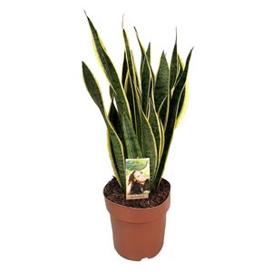 Plant in a Box - Sansevieria Laurentii - Gelblicher Bogenhanf - Zimmerpflanzen - Pflegeleicht - Topf 21cm - Höhe 65-75cm
