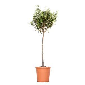 Olea europaea - Olivenbaum am Stamm - Mittelmeerbaum - Winterhart - ⌀21 cm - ↕95-110 cm