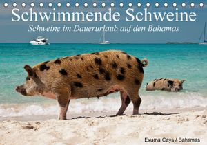 Calvendo Glückliche Schweine im Dauerurlaub auf den Bahamas (Geburtstagskalender, 14 Seiten) 978-3-664-03533-5