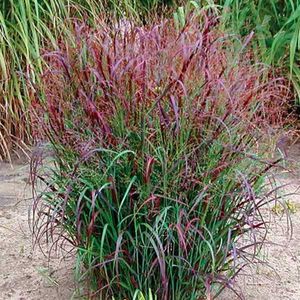 6 x Ruten Hirse - Panicum Virgatum 'Squaw'  - Topf 9cm x 9cm