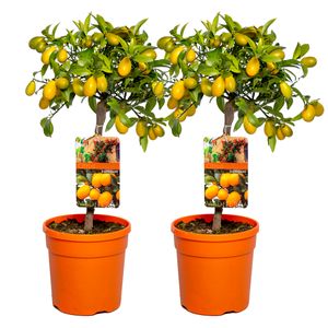 2x Citrus margarita \'Kumquat\' - Orangenbaum - Obstbaum - Immergrün - ⌀19 cm - ↕50-60 cm
