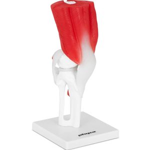 model kolena physa - původní velikost