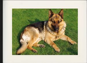 Hunde Gerahmtes Bild Mit Edlem Passepartout | Wand-Bilder | Im Bilderrahmen - Deutscher Schäferhund Auf Der Wiese (60 x 80 cm) Hunde Gerahmtes Bild Mit Edlem Passepartout | Wand-Bilder | Im Bilderrahmen - Deutscher Schäferhund Auf Der Wiese (60 x 80 cm)