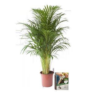Kvetina do bytu - Zlatoplodá palma + 10 l země jako sada - Výška: 110 cm