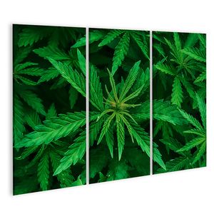 Bild auf Leinwand Cannabis Marihuana Blatt Closeup Hintergrund Natur Hintergrund Low Key  Wandbild Leinwandbild Wand Bilder Poster 130x80cm 3-teilig