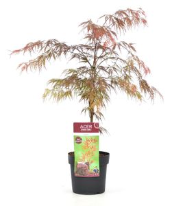 Plant in a Box - Acer palmatum 'Garnet' - Japanische Ahorn Winterhart - Topf 19cm - Höhe 60-70cm