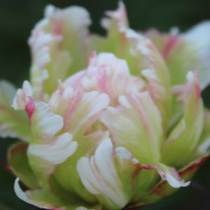 Bakker.com - Pfingstrose Green Lotus, Der topf / Ø 11cm