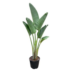 Trendyplants - Strelitzia Augusta - Paradiesvogelblume - Zimmerpflanze - Höhe 150-170 cm - Topfgröße Ø28cm