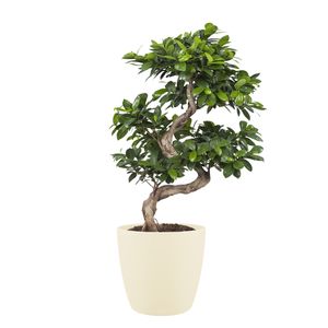 Bonsai von Botanicly – Bonsai in cremefarbenem Übertopf als Set – Höhe: 70 cm – Ficus Gin Seng