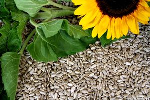Futterbauer 10 kg Sonnenblumenkerne geschält Ernte 2023 Vogelfutter