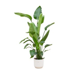 Strelitzia Nicolai - Strelitzia drzewiasta - roślina domowa + doniczka Vibes Fold Round White - Ø30cm - 180cm