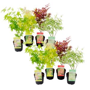 Plant in a Box - Acer palmatum - Japanischer Ahorn Bäume - 8er Set - Acer palmatum 'Atropurpureum', 'Going Green', 'Orange Dream', 'Butterfly' - Topf 10,5cm - Höhe 25-40cm