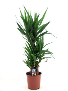 Yucca Elephantipes - Domáca rastlina - ⌀21cm - Výška 70-80cm