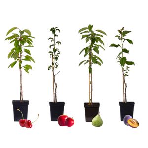 Plant in a Box - Obst - Kirsch-, Birnen-, Apfel-, Pflaumenbaum - 4er Set - Topf 9cm Höhe 60-70cm