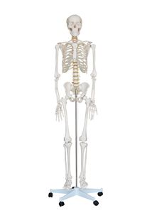Menschliches Skelettmodell, lebensgroß ca. 180cm, auf fahrbarem Stativ, Anzahl: 1 Stück