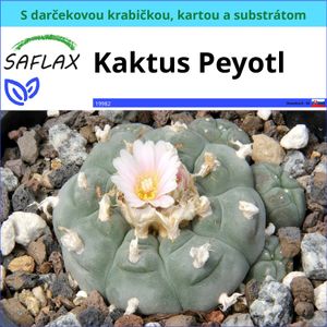 SAFLAX Darčeková sada - Kaktus Peyotl - Lophophora williamsii - 20 Semená - S darčekovou krabičkou, prepravným štítkom, darčekovou kartou a pestovateľským médiom