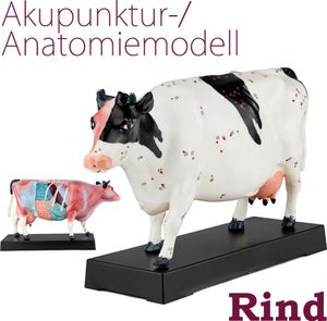 Akupunktura anatomie TCM skot tělo model postava kráva zvíře sval model akupunktury model učební pomůcky naturopatie 69 akupunkturní body výukový model MedMod