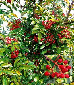 BALDUR-Garten Szechuan-Pfeffer, 1 Pflanze, selbstfruchtend, Pfefferstrauch, winterhart, mehrjährig, blühend, duftend, Zanthoxylum simulans, essbaren Früchte, Obst-Rarität