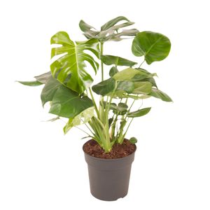 Zimmerpflanze von Botanicly – Fensterblatt – Höhe: 70 cm – Monstera Deliciosa