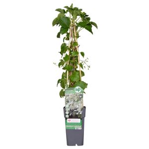 Hello Plants Hydrangea Petiolaris Kletterhortensie Kletterpflanze - Ø 15 cm - Höhe: 65 cm
