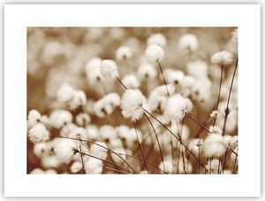 Poster - Poster ohne Rahmen - Baumwolle Boho Wollig - 40x30 cm - Wand Bild - Wanddeko - Wandbilder - Kunstposter - Wandposter - Bilder - Kunstdruck - Wanddekoration - Wandbild - P2XAA40x30-4850
