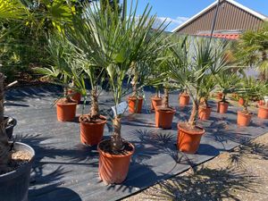 Sunny Tree - Palme - Trachycarpus Fortunei - Hanfpalme - 120-140 CM - Winterhart bis -18