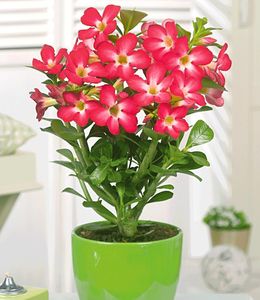 BALDUR-Garten Wüsten-Rose 'Rot', 1 Pflanze, Adenium obesum Zimmerpflanze blühend Zimmerpflanze, mehrjährig - frostfrei halten, pflegeleicht, Wasserbedarf gering, blühend