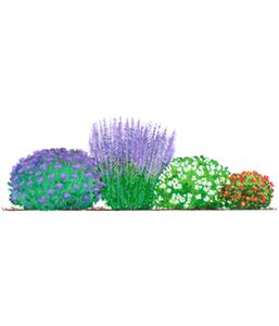 Dehner Blütenhecke Nature 4er,Bartblume, Blauraute, 2 x Fingerstrauch, für 3 - 4 Meter Hecke, je 40 - 60 cm, weiß rot lila, Heckenpflanzen