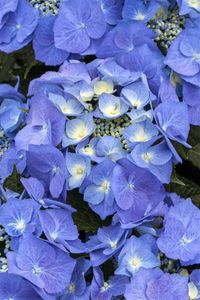 Hydrangea macrophylla 'Blaumeise' - Hortensie, blau, winterhart P9