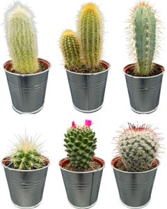 Sada 6 Kaktusy Kvetináč-Tmavý približne 5-12 cm vysoká - Pocit Urban Jungle od Botanicly