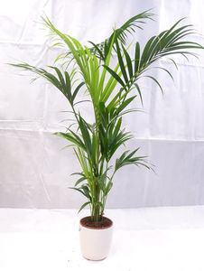 [Palmenlager] - Howea forsteriana - Kentia Palme 150/170 cm // 5 Stämme // Zimmerpflanze