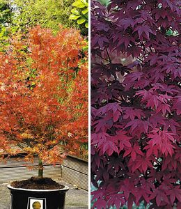 BALDUR-Garten Japanische Ahorn Kollektion winterhart, 2 Pflanzen Ahornbaum,Fächerahorn, winterhart, pflegeleicht, Acer palmatum, Acer palmatum atropurpureum