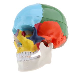 Pädagogisches Skelettmodell, Menschliches Gehirnsimulationsmodell Für Das Studieren Farbe B