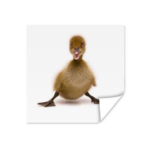 MuchoWow® Poster Baby Ente posiert 100x100 cm - Babyzimmer