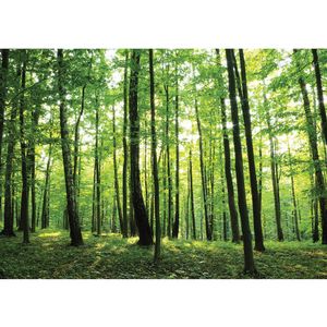Fototapete Wald Tapete Bäume Wald Sonne Wiese grün | no. 528, Größe:400x280 cm, Material:Fototapete Vlies - PREMIUM PLUS