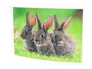 3 D Ansichtskarte Hasen, Häschen Kaninchen Postkarte Wackelkarte Hologrammkarte Tiere