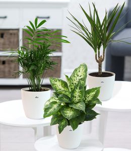 BALDUR-Garten | 3er-Mix Luftreinigende Zimmerpflanzen 'Fresh Air' | inklusive Elho®-Übertöpfe 'Weiß | Dieffenbachie, Dracena, Chamaedorea Palme',1 Set, mehrjährig - frostfrei halten