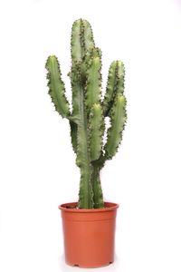 Kaktus – Weihnachtsstern (Euphorbia Erytrea) mit Übertopf – Höhe: 70 cm – von Botanicly