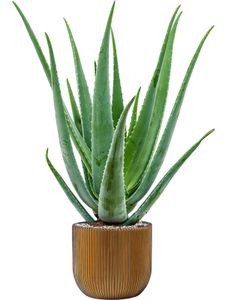 Nieuwkoop Europe BV Aloe vera barbadensis v balení Capi Nature Groove, priemer 24 cm
