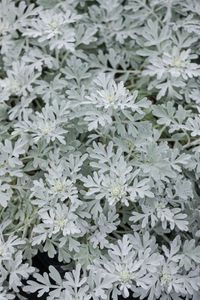 Artemisia 'Mori' Silber-Graufarn, Robust, Pflegeleicht P0,5 robust