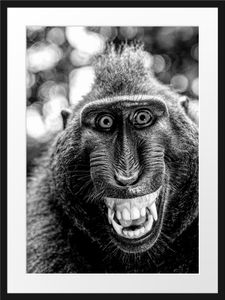 Lustiger Affe lacht mit offenem Maul, MonochromeBilderrahmen mit Galerie-Passepartout / Format: 80x60cm / gerahmt / hochwertige Leinwandbild Alternative