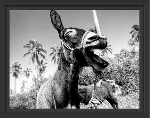 Lustiger lachender Esel unter Palmen, Monochrome im Schattenfugen Bilderrahmen / Format: 38x30 im Schattenfugen-Bilderrahmen / Kunstdruck auf hochwertigem Galeriekarton / hochwertige Leinwandbild Alternative